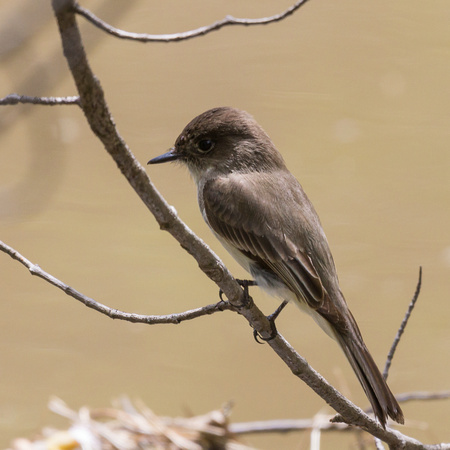 Eastern Phoebe on thin branch