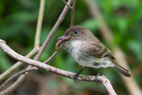 Eastern Phoebe with caterpillar