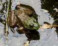 Bull frog - under bridge - 6th fairway