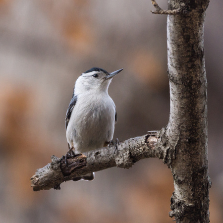 White-breasted Nuthatch on a high perch