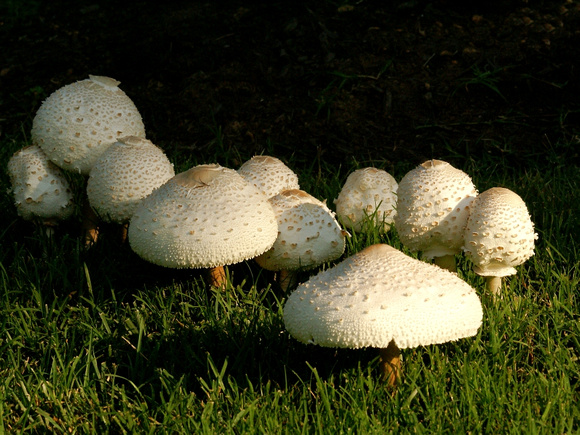 Toad Stools in early AM light