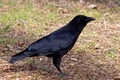 American Crow - 6th fairway