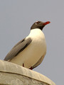 Perched Laughing Gull