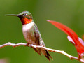 Male Ruby-Throated Hummingbird - perched 2 - Green Mountain NC