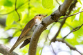 Veery on a high branch