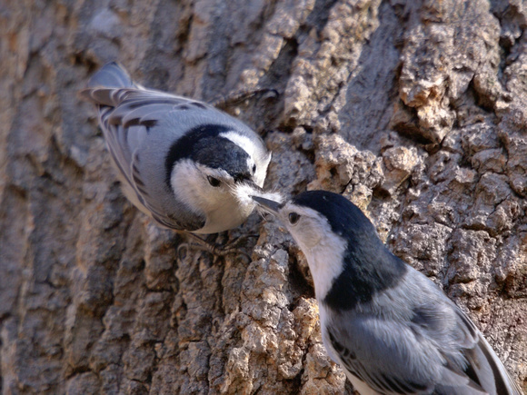 White-breasted Nuthatches compare nesting material