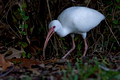 White Ibis grubbing in undergrowth - Orlando FL
