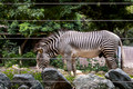 Zebra through the fence