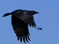 American Crow with morsel