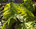 Trailside ferns - Rose River loop