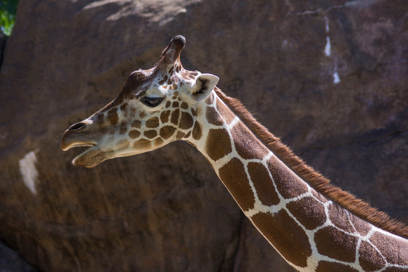 Giraffe up close