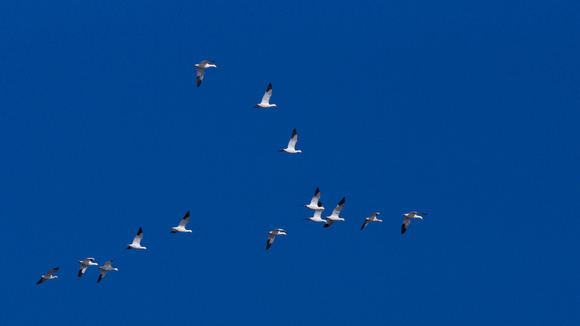 More of the flock - Snow Geese