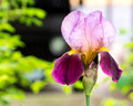 Purple Iris with rain drops