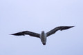 Gull flyover