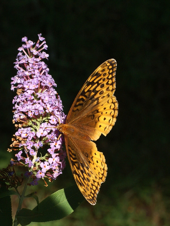 Great Spangled Fritillary - 6