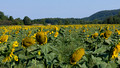 Sunflowers near Mt. Philo