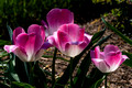 Tulips - Greenkeepers Ct