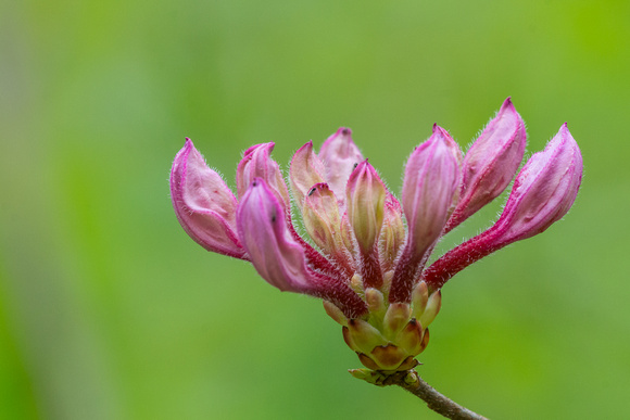 Budding wild Azelea