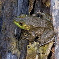Small Bull Frog - 6th fairway creek