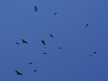 Turkey Vultures circling