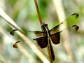 Female Widow Skimmer on dead grass