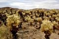 Cholla Cactus micro climate - Joshua Tree National Park