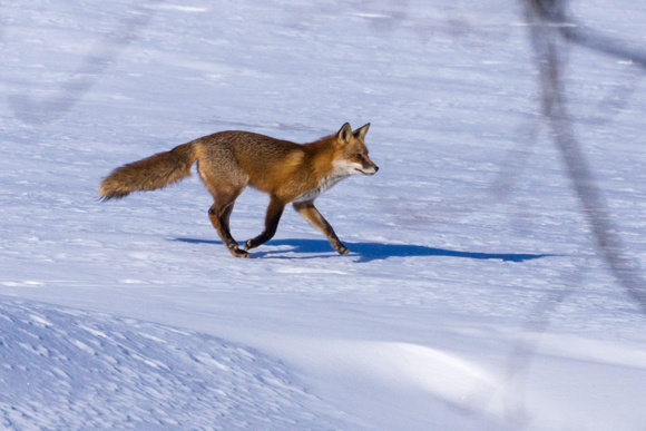 Red Fox - crossing 1st green