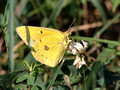 Clouded Sulphur - Colias philodice - on Clover bloom