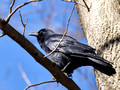 American Crow on branch