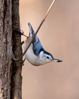 White-breasted Nuthatch