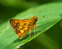 Peck's Skipper butterfly