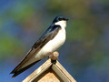 Tree Swallow atop birdhouse