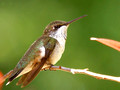 Female Ruby-Throated Hummingbird - Green Mountain NC