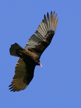 Turkey Vulture - Cape Henlopen State Park