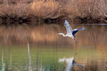 Great Blue Heron crosses the pond