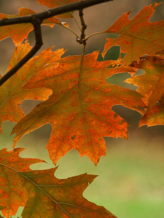 Backlit Oak leaf