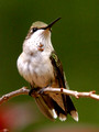 Young male Ruby-Throated Hummingbird - posing - Green Mountain NC
