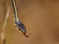 Grass snake - early March