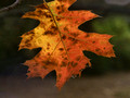 Spotted Oak leaf