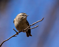 Golden-crowned Kinglet