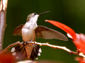 Young male Ruby-Throated Hummingbird displays - Green Mountain NC