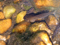 Tadpole in the creek