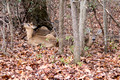 A few deer on the way to Occoquan