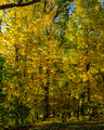 Fall colors in the Corbett yard