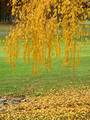 Weeping Cherry - fall color
