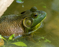 American Bull Frog