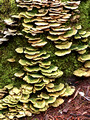 Moss & Tree Fungus - Ropes Course Trail
