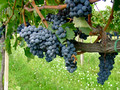 Grapes nearing harvest - Montefalco Italy