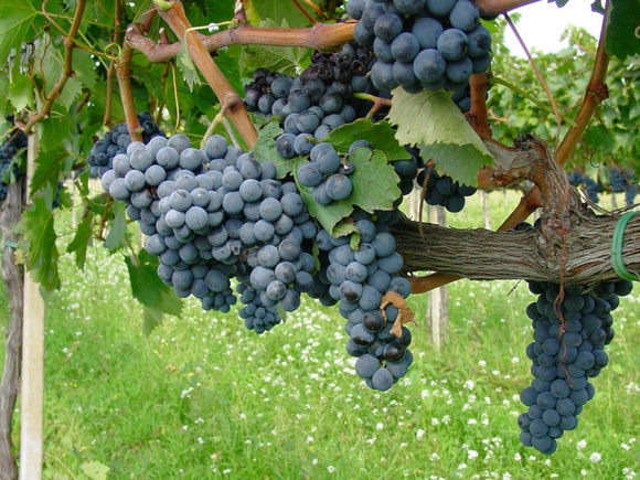 Grapes nearing harvest - Montefalco Italy