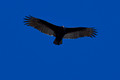 Turkey Vulture - Gordon Pond